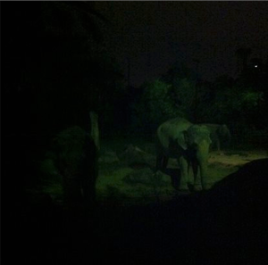 There are actually two elephants there